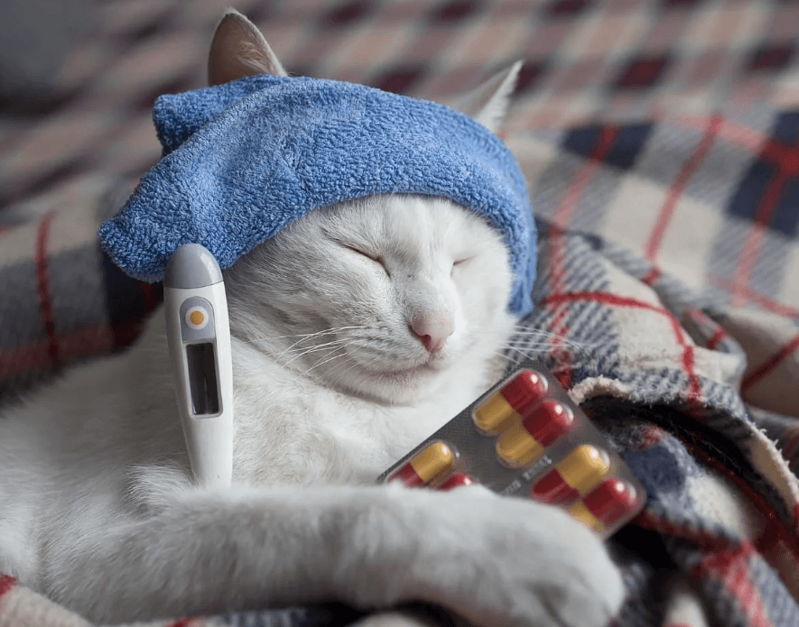 Supplement kucing mudah diberikan